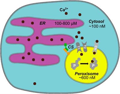 Calcium in peroxisomes: An essential messenger in an essential cell organelle